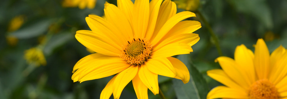 L'arnica : un trésor de la nature