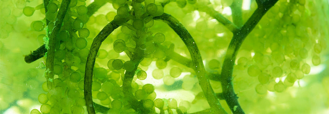 Chlorella en poudre bio, microalgue verte d'eau douce