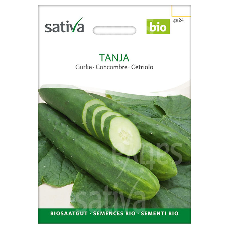 Semences tanja concombre BIO