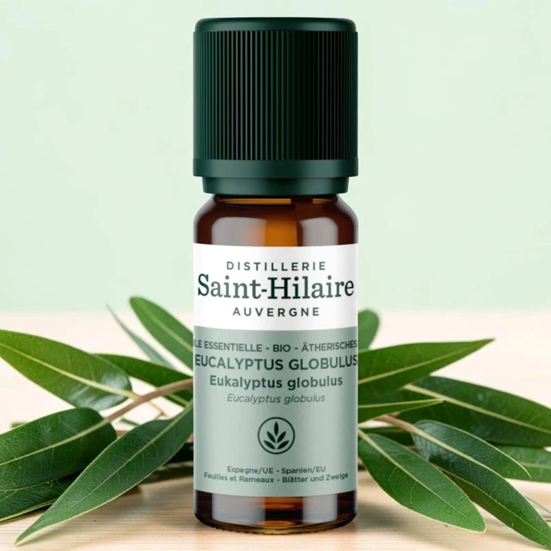 Ätherisches Öl Eucalyptus globulus BIO