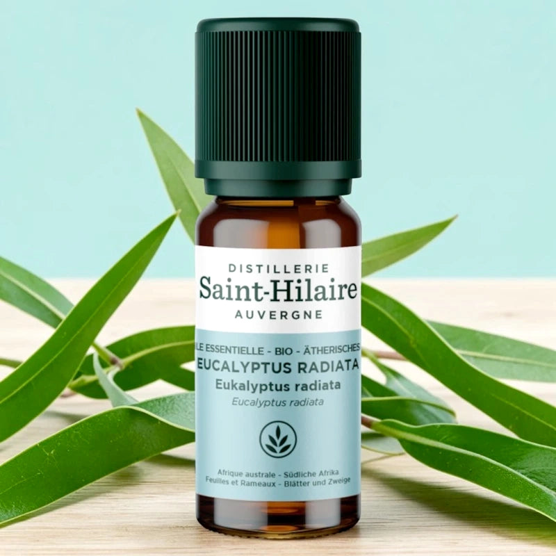 Ätherisches Öl Eucalyptus radiata BIO – 10ml