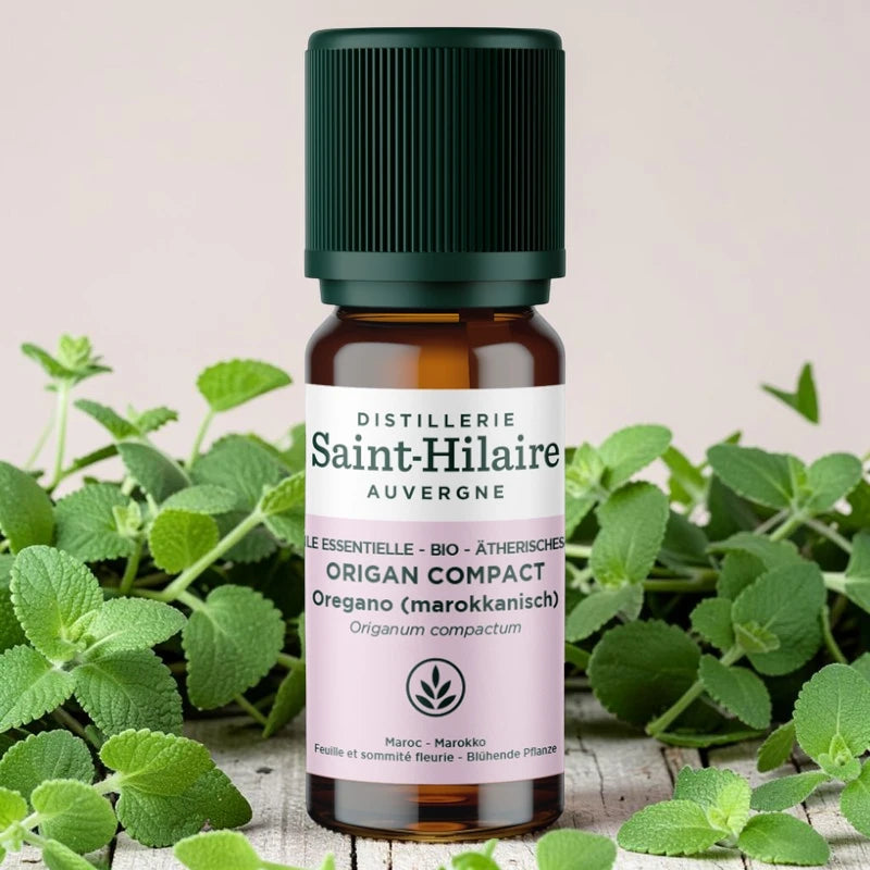 Ätherisches Öl Kompakter Oregano BIO