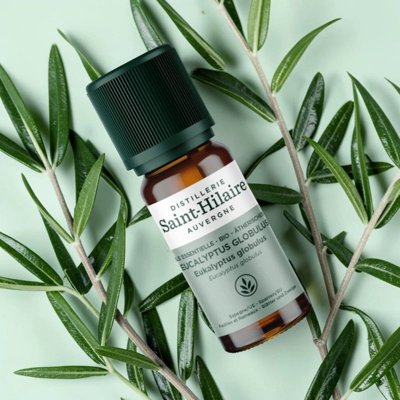 Ätherisches Öl Eucalyptus globulus BIO