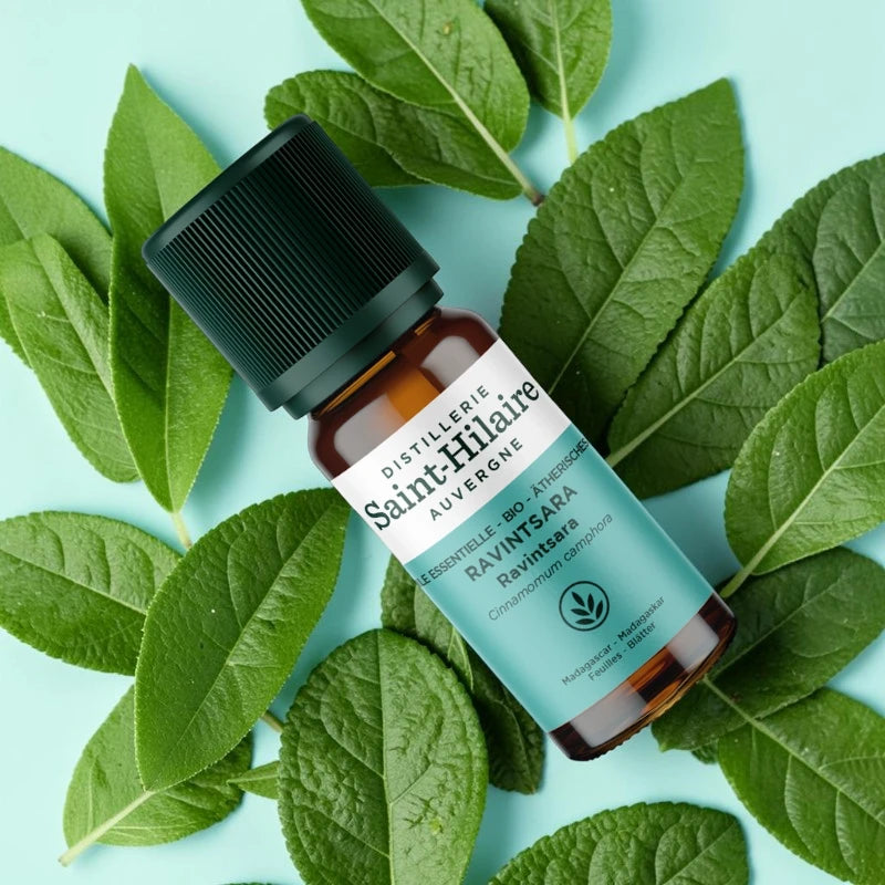 Ätherisches Öl Ravintsara BIO – 10ml